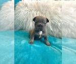 Small #2 French Bulldog