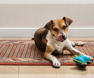 Samie - Male Mutt Dog for Adoption - Photo #13