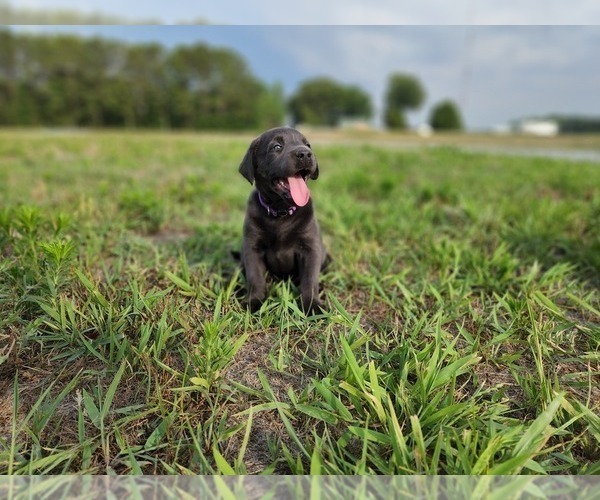 Medium Photo #1 Labrador Retriever Puppy For Sale in NEWTON GROVE, NC, USA