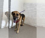 Small German Shepherd Dog