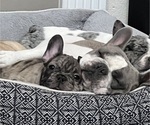 Small Photo #5 French Bulldog Puppy For Sale in ROUND ROCK, TX, USA