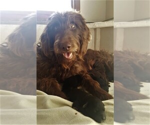 Mother of the Labradoodle puppies born on 04/17/2019
