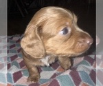 Small #5 Dachshund
