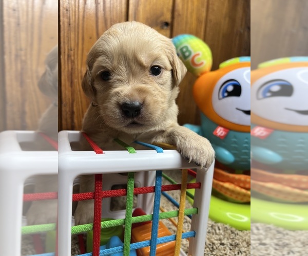 Medium Photo #13 Golden Retriever Puppy For Sale in NEOLA, WV, USA