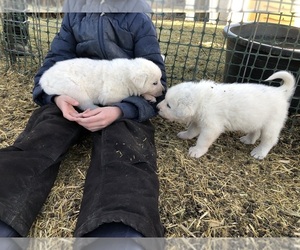 Anatolian Shepherd-Great Pyrenees Mix Puppy for sale in GREELEY, CO, USA