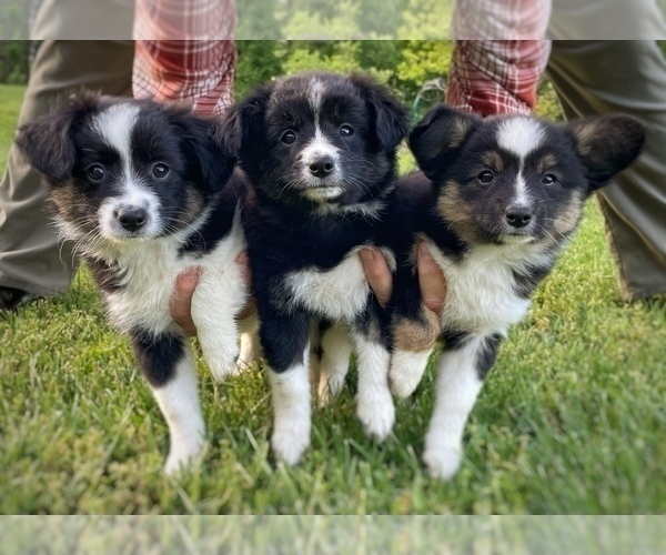 Medium Photo #2 Border Collie-Papillon Mix Puppy For Sale in CULPEPER, VA, USA