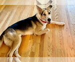 Small #1 Collie Mix