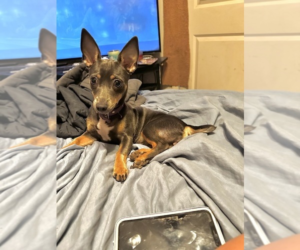 Medium Photo #1 Rat Terrier Puppy For Sale in ZEPHYRHILLS, FL, USA