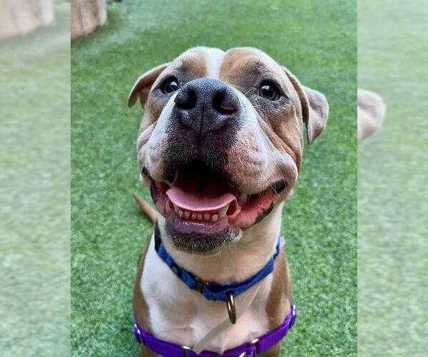 Medium Photo #2 Mutt Puppy For Sale in San Francisco, CA, USA