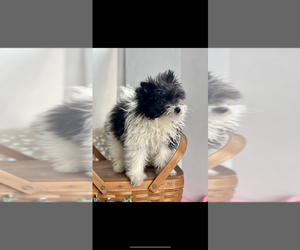 Pom-A-Poo Dog for Adoption in NILES, Michigan USA