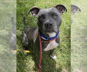 Mutt Dogs for adoption in Fort Lauderdale, FL, USA