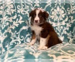 Small #1 Australian Shepherd