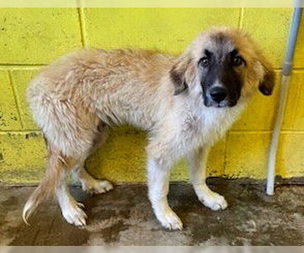 Medium Photo #1 Great Pyrenees-Unknown Mix Puppy For Sale in Minneapolis, MN, USA