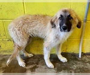 Great Pyrenees-Unknown Mix Dogs for adoption in Minneapolis, MN, USA
