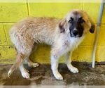 Small Great Pyrenees Mix