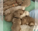 Small Photo #11 Golden Retriever Puppy For Sale in RADCLIFF, KY, USA