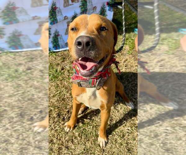 Medium Photo #4 Mutt Puppy For Sale in Abbeville, LA, USA