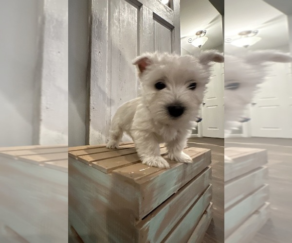 Medium Photo #1 West Highland White Terrier Puppy For Sale in TOPEKA, KS, USA