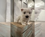 Small Photo #1 West Highland White Terrier Puppy For Sale in TOPEKA, KS, USA