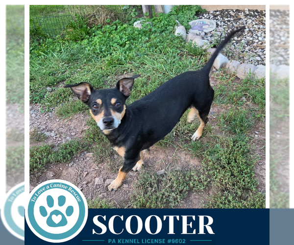 Medium Photo #2 Chiweenie Puppy For Sale in Kimberton, PA, USA