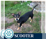 Small #1 Chiweenie
