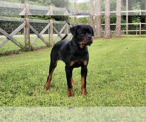 Rottweiler Puppy for Sale in WEST PALM BEACH, Florida USA