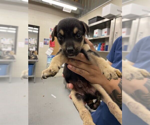 Medium Photo #1 Mutt Puppy For Sale in Waco, TX, USA