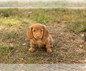 Dachshund Puppy for sale in NAPPANEE, IN, USA