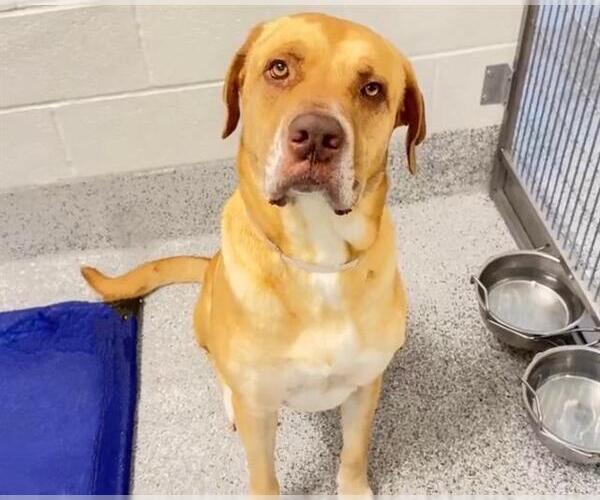 Medium Photo #3 Labrador Retriever Puppy For Sale in Houston, TX, USA