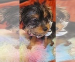 Small Photo #64 Yorkshire Terrier Puppy For Sale in AKRON, OH, USA
