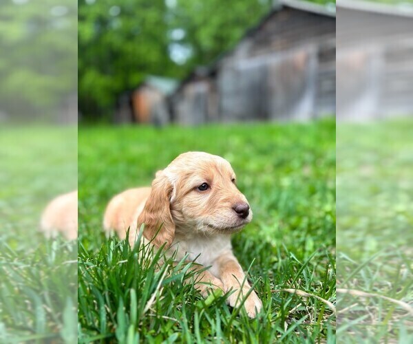Medium Photo #14 Double Doodle Puppy For Sale in PALMER, AK, USA