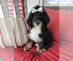 Small #1 Miniature Bernedoodle