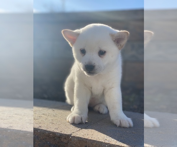 Medium Photo #1 Shiba Inu Puppy For Sale in CANOGA, NY, USA