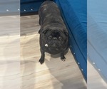 Small #2 Frenchie Pug