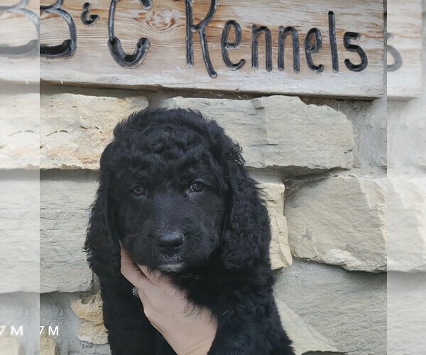 Medium Photo #8 Bernedoodle Puppy For Sale in CLARE, IL, USA
