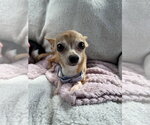 Small Chihuahua Mix