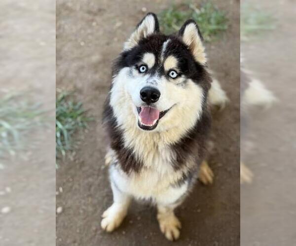 Medium Photo #2 Siberian Husky Puppy For Sale in Riverside, CA, USA