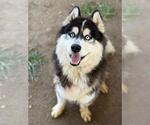 Small #1 Siberian Husky