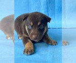 Small #4 Doberman Pinscher-German Shepherd Dog Mix