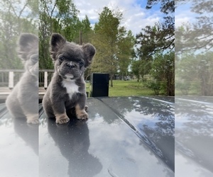 French Bulldog Puppy for sale in FAYETTEVILLE, NC, USA