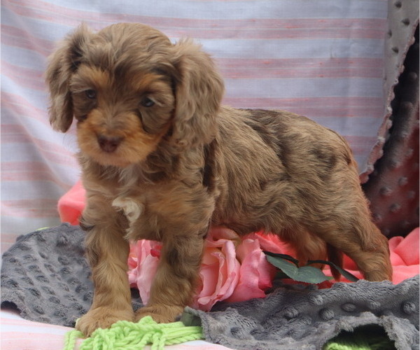 Medium Photo #4 Cavapoo Puppy For Sale in THORP, WI, USA