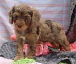 Small #3 Cavapoo