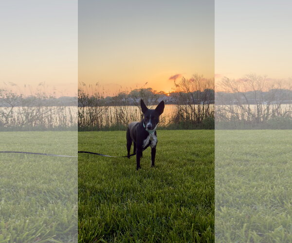 Medium Photo #2 Border Collie Puppy For Sale in Oakhurst, NJ, USA