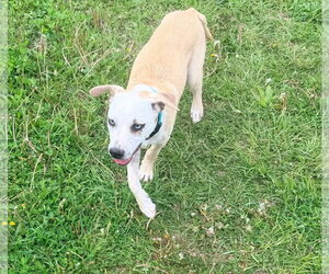 Laura - Female Labrador Retriever-Unknown Mix Dog for Adoption - Photo #3