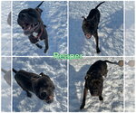 Small American Staffordshire Terrier-Boxer Mix