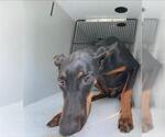Small Doberman Pinscher