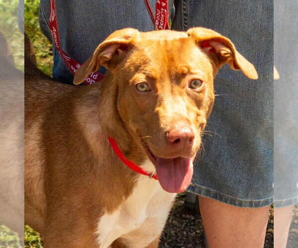 Medium Photo #4 Mutt Puppy For Sale in Canton, CT, USA