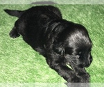 Small Photo #5 Shepadoodle Puppy For Sale in BELLA VISTA, AR, USA