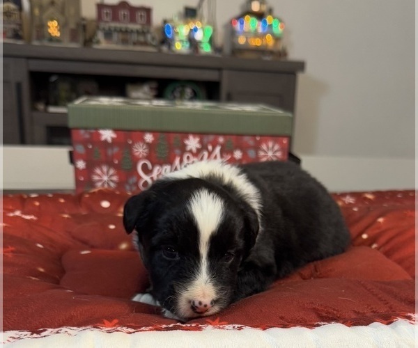 Medium Photo #41 Australian Shepherd Puppy For Sale in SALISBURY, NC, USA