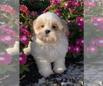 Small #5 Shih Tzu